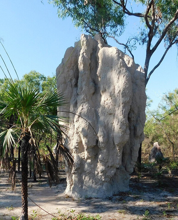 국립 공원에는 흰개미가 지은 거대한 개미집을 흔히 볼 수 있다. 