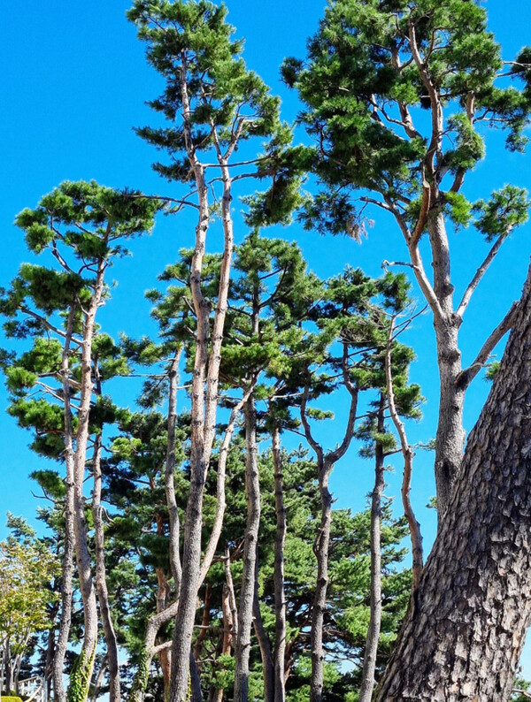 호주에서는 볼 수 없는 한국 특유의 소나무 숲