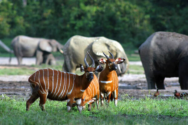 아프리카에 서식하고 있는 야생동물의 모습 (사진출처_ UNESCO)