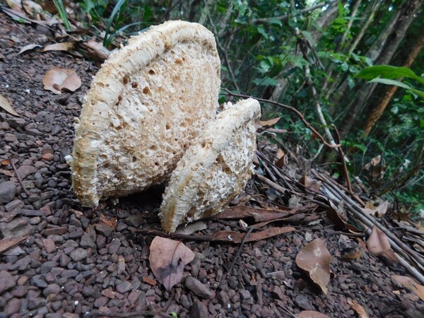 산책로에서 만난 희귀한 버섯.