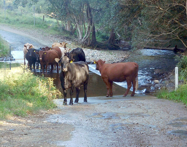 소 떼가 도로를 막고 있다. 