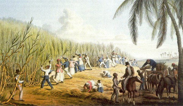 18세기 사탕수수 농장의 모습 (사진출처_ Faktor “18th-century-sugar-cane-plantation”)