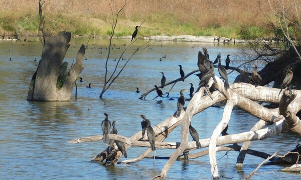 달링강(Darling River)에 서식하는 수많은 새.
