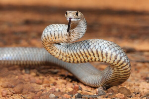 동부갈색뱀(사진:shutterstock)